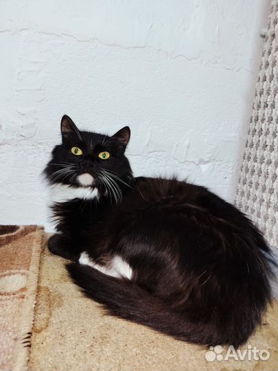 Самая нежная и ласковая кошечка в добрые ручки