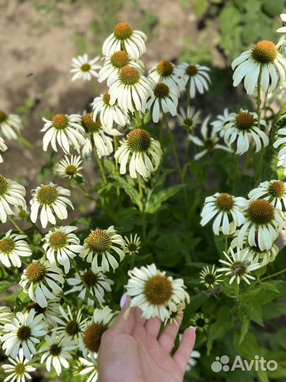 Эхинацея пурпурная и другие цвета