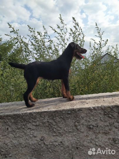 Щенки ягдтерьера