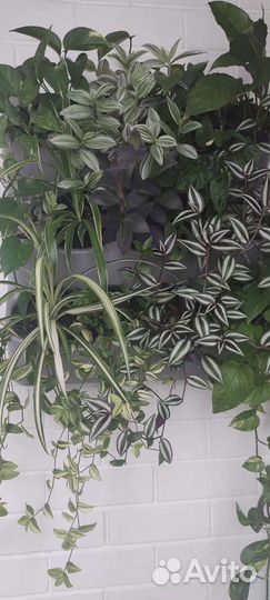 Традесканции