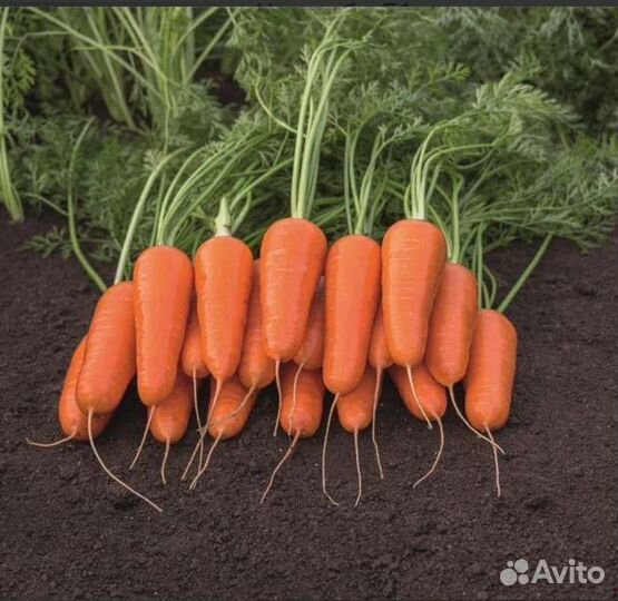Семена Морковь Кордоба F1 (1,4-1,6)