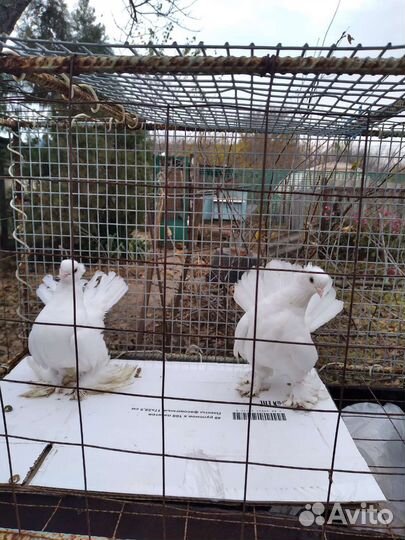 Продажа голубей