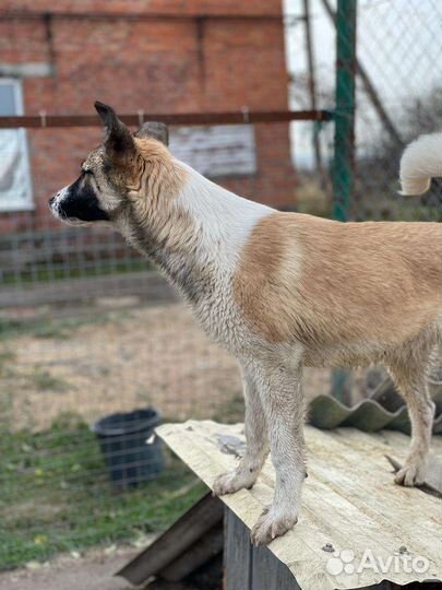 Отдам в добрые