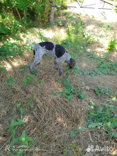 Продаю щенков