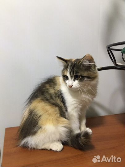 Молодая кошечка