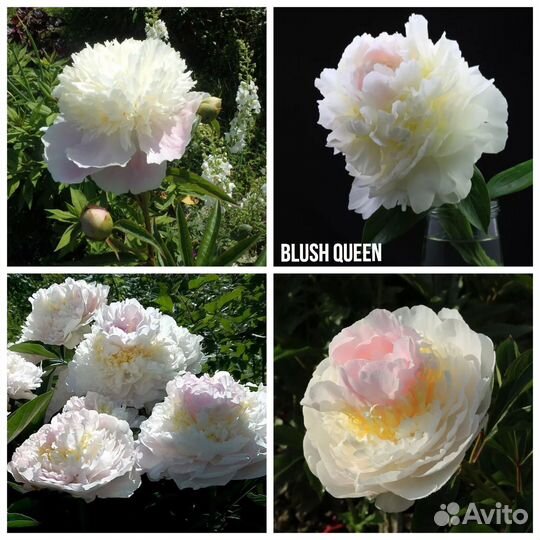 Пионы на 24г