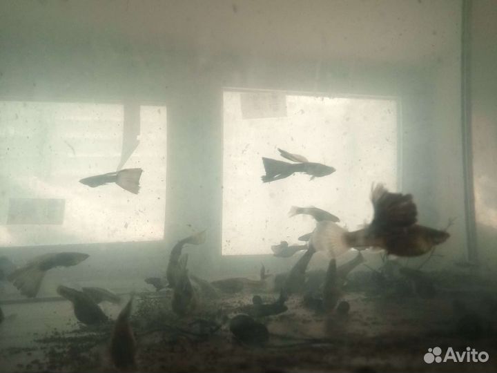 Аквариумные рыбки