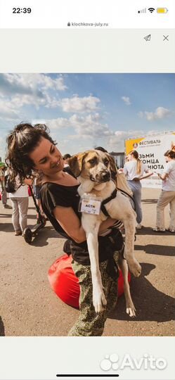 Нужны волонтеры для выгула собак в приюте