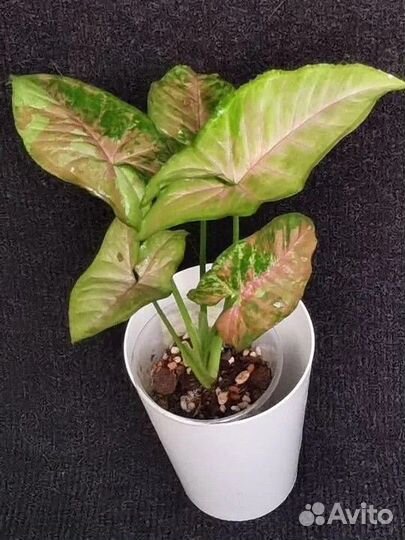 Rus porno yulduzi Greys