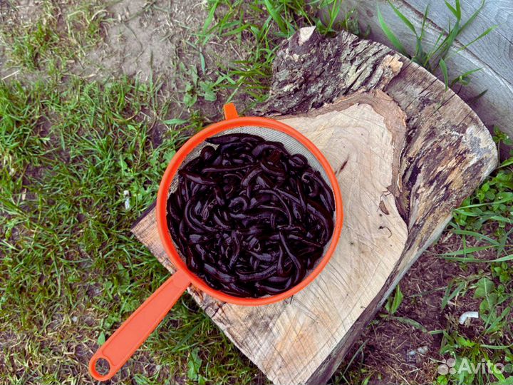 В Продаже Пиявка