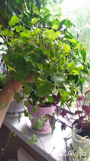 Цимбалярия