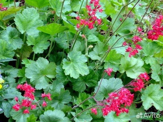 Многолетние растения для сада