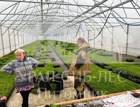 Голубая ель зкс сеянцы