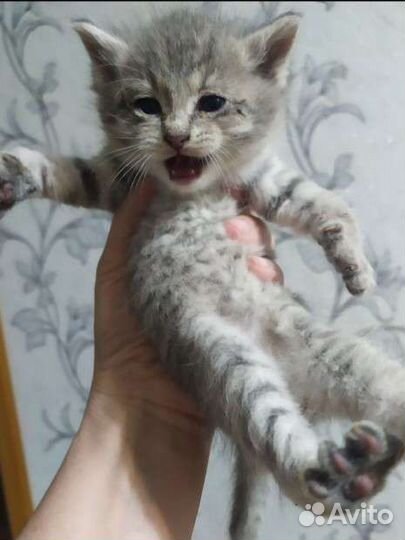 Котенок в добрые руки