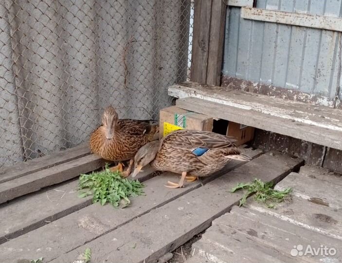 Подсадные утки