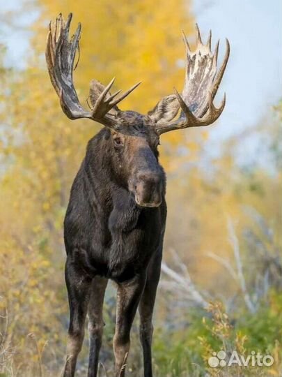 Рога лося