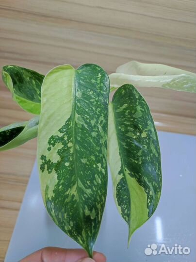 Имбе вайт марбл