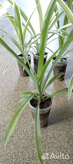 Хлорофитум хохлатый