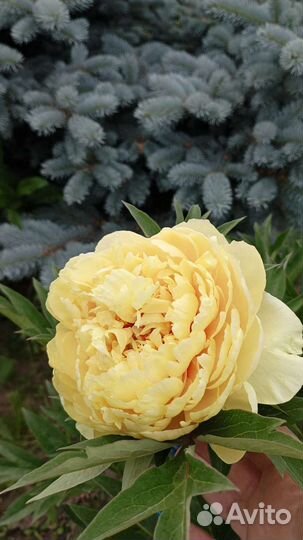 Пион корень сонома хало