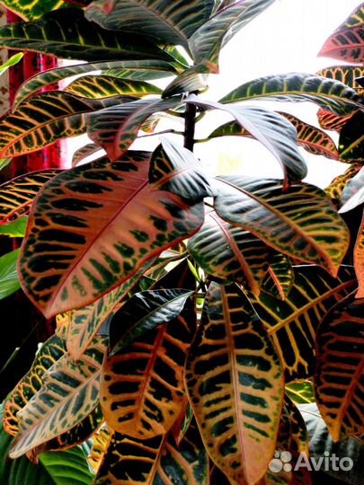 Фикус Кротон в горшке