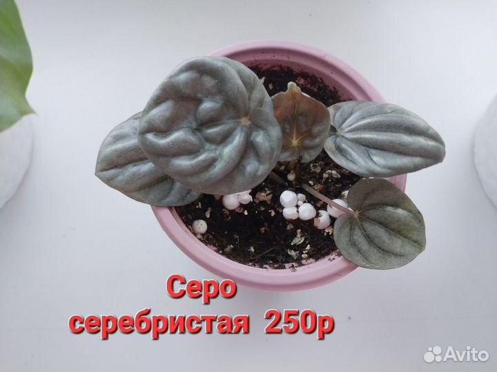 Пеперомии разные 10 сортов