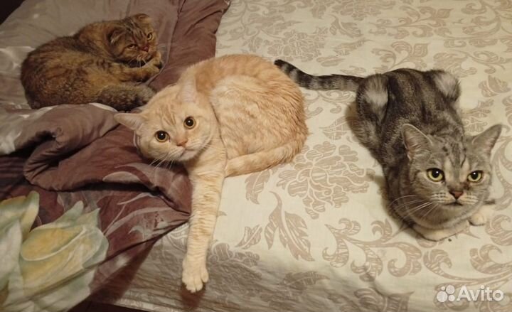 Шотландские кошки