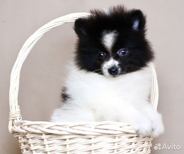 Шпиц патиколор