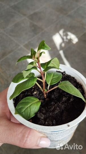 Фуксия, Клеродентрум комнатные цветы