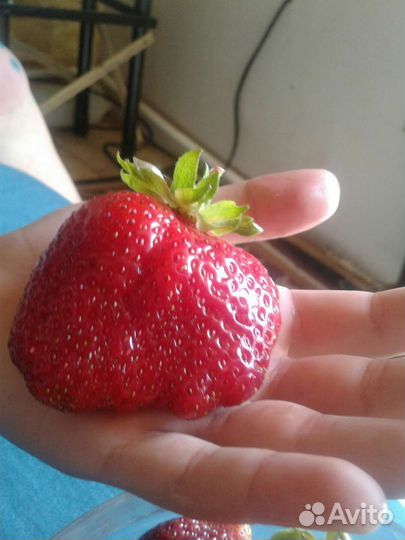 Азия -Рассада