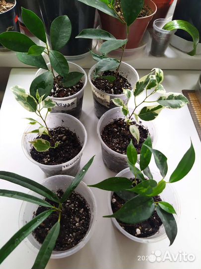 Фикус сортовые