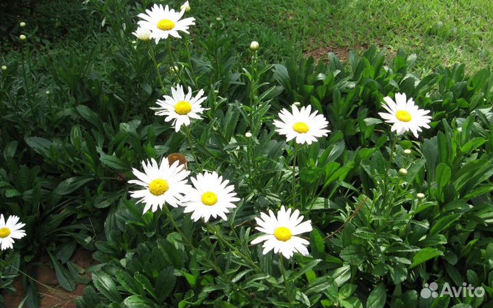 Садовые растения