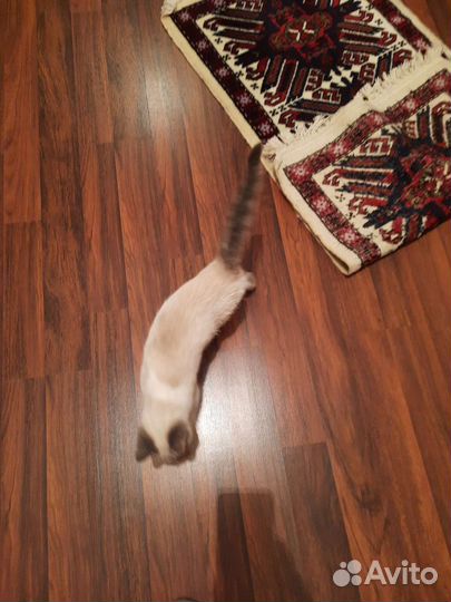Тайский котенок девочка
