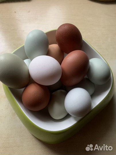 Инкубационное яйцо