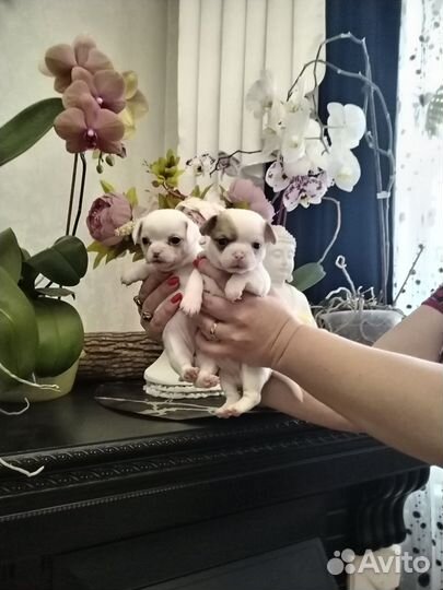 Чихуахуа мини