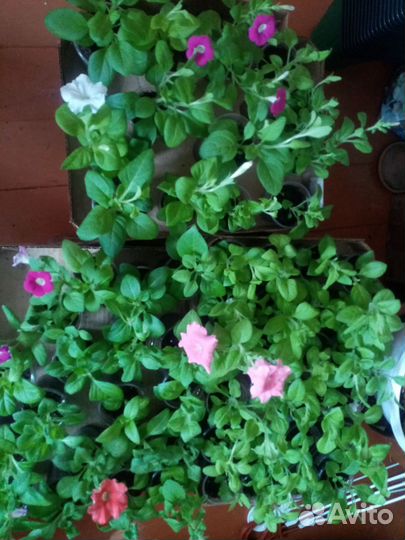 Продам рассаду петунии 80р