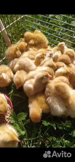 Техасский перепел