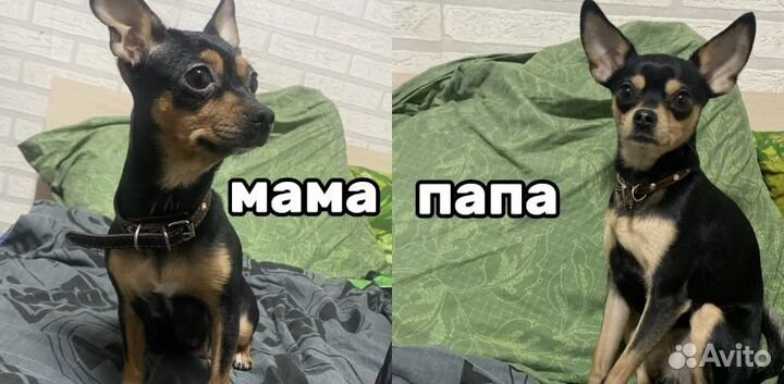 Той-терьер щенки