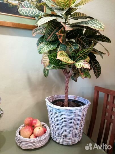 Кашпо горшок для цветов