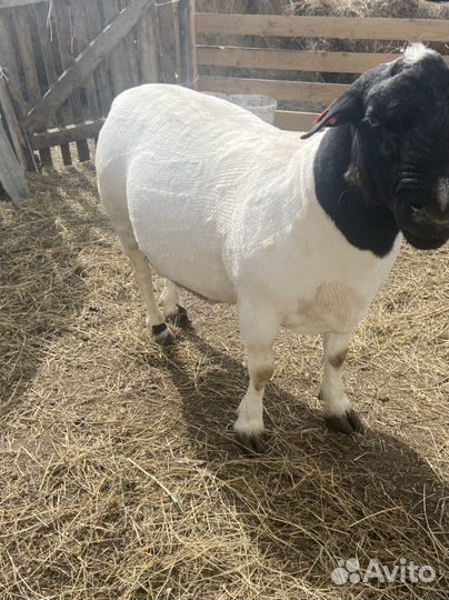 Баран породы дорпер