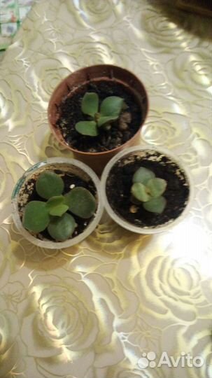 Толстянка (денежное дерево)