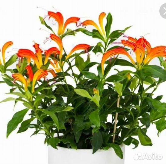 Герани, кампанула жених, эсхинантусы