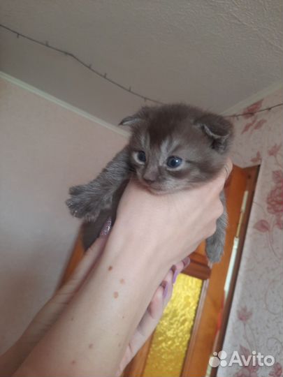 Вислоухие котята