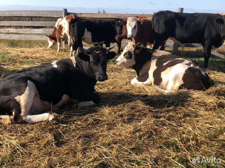 Бычки и быки