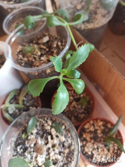 Эхеверия, крестовник Роули, Крассула Вариегатная