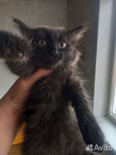 Котёнок бобтейл