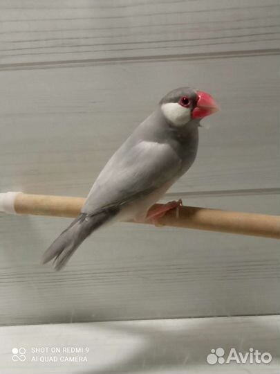 Рисовые и зебровые амадины