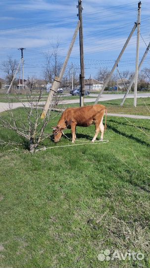 Корова с телёнком