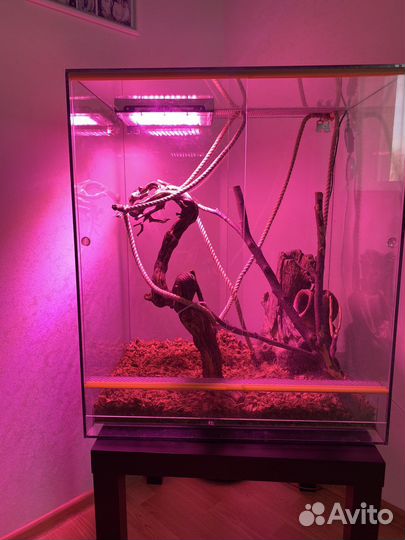 Террариум для хамелеона