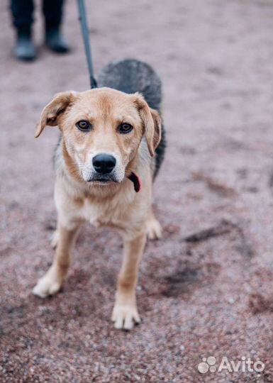 Собака-подросток в добрые руки