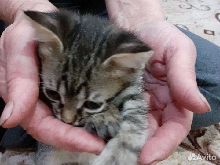 Кошка в дар бесплатно